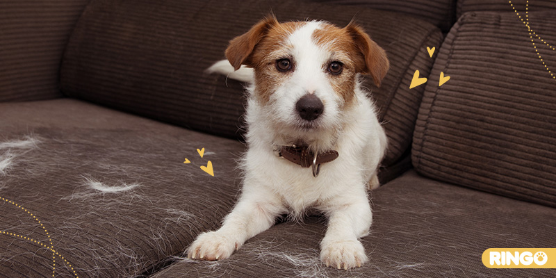 ¿A qué se debe la muda de pelo en los perros?